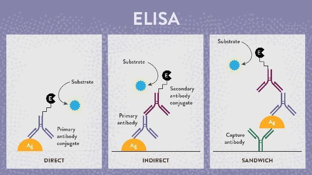8 Top Tips for ELISA Success content piece image 