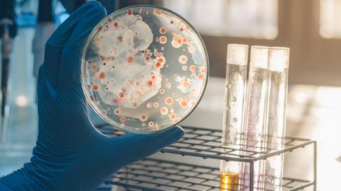 An Introduction to Culturing Bacteria