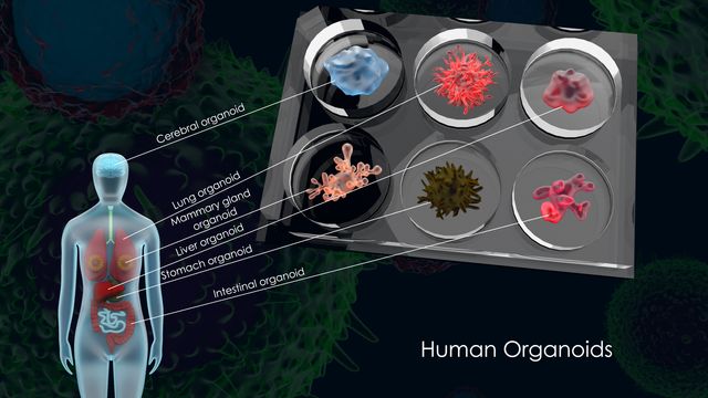 Illustration of a cell culture plate with various organoids linking to the area of the human body they are from. 