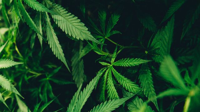 Cannabis leaves. 
