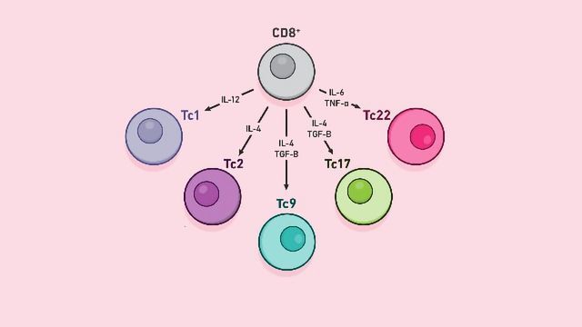 CD8+ T Cells content piece image 