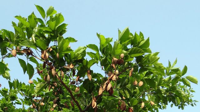 Pongamia tree against a sunny sky 