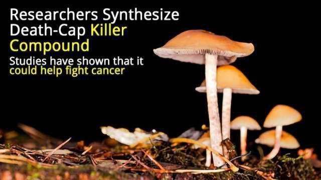 Deadly Mushroom Toxin Helps Fight Cancer? content piece image 