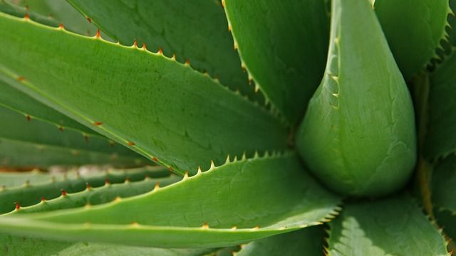 Overhead shot of the center of an aloe vera plant looking down into the leaf base. 