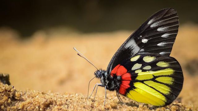 A black, yellow and red butterfly. 
