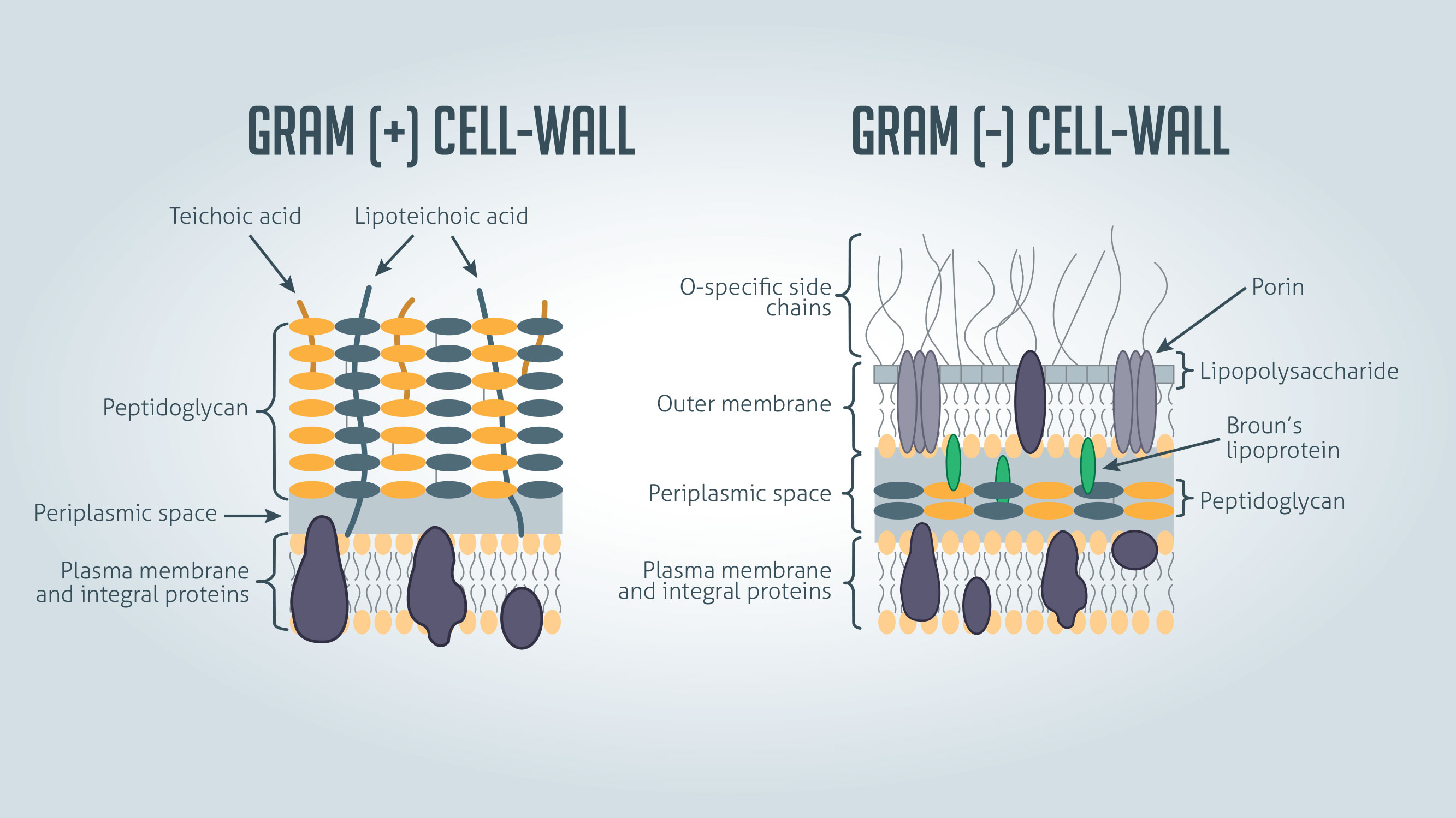 The differences in the structure of gram positive and gram negative bacteria