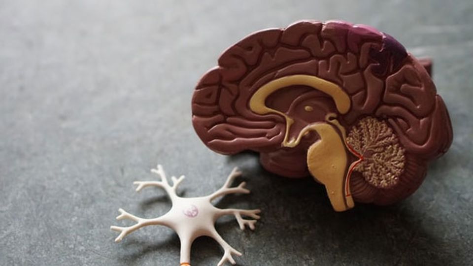 A plastic model of a brain and a brain cell.