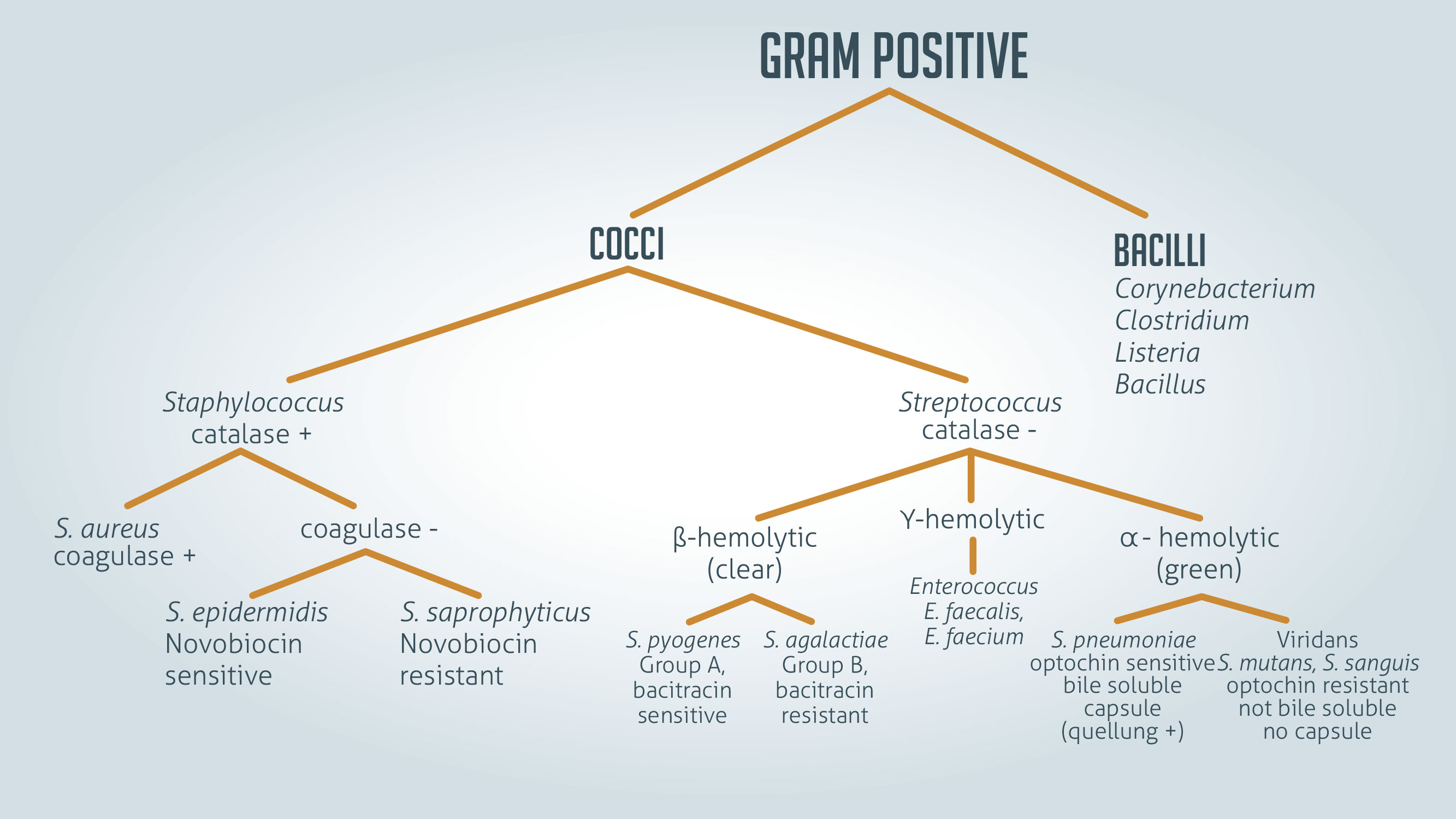 Examples of Gram positive bacteria include all staphylococci, all streptococci and some listeria species.