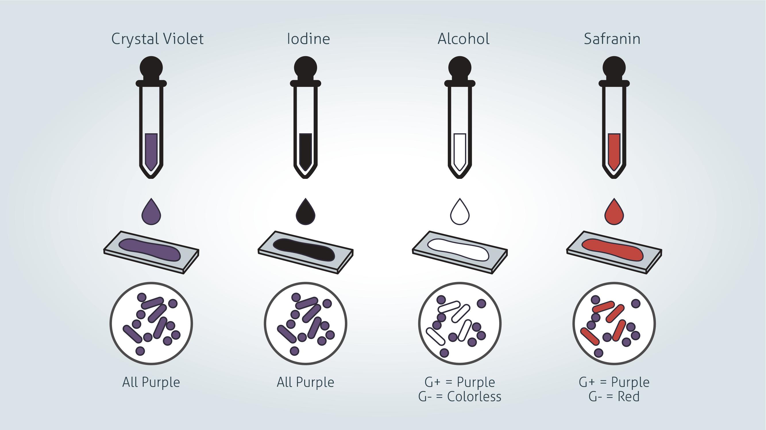 The color of gram positive and gram negative bacteria at each stage of gram staining