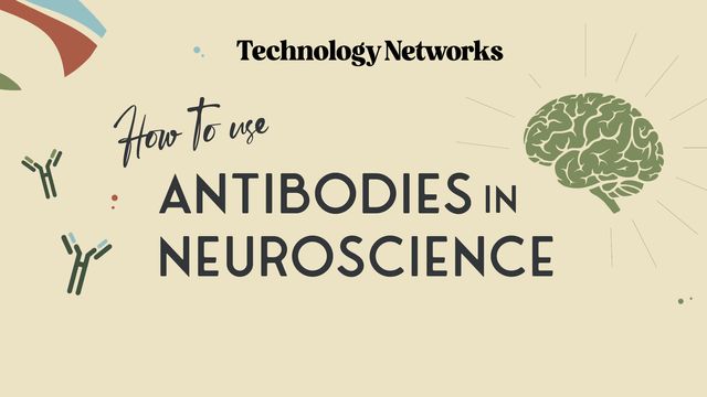 How To Use Antibodies in Neuroscience content piece image 