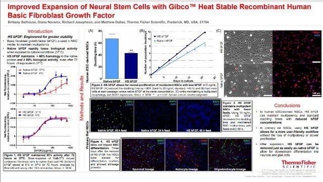 Improved Expansion of Neural Stem Cells with Gibco™ Heat Stable Recombinant Human Basic Fibroblast Growth Factor  content piece image 