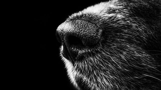 Close-up of a dog's snout. 