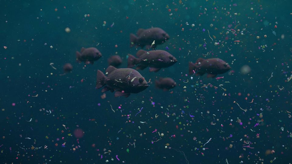 Underwater shot of microplastics surrounding fish.