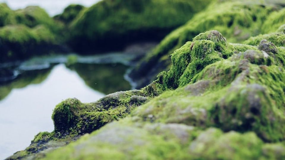 Green algae growing on rocks in foreground and a pool of water in the background.