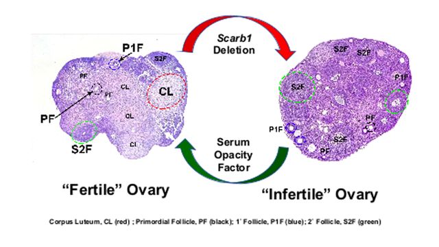 Histological images of a fertile and infertile ovary with key features labeled. 