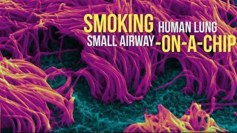 Smoking Human Lung Small Airway on a Chip