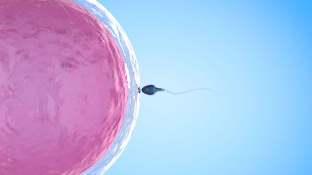 A sperm cell meets an ovum. 