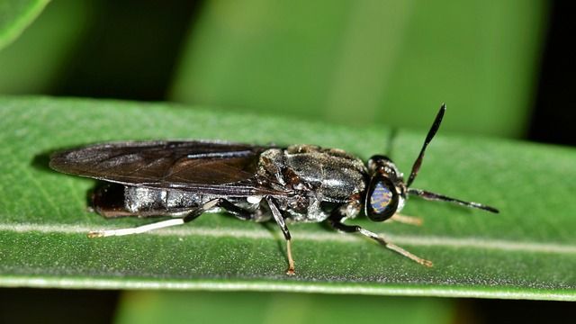 A close-up shot of a black soldier fly on a leaf. 