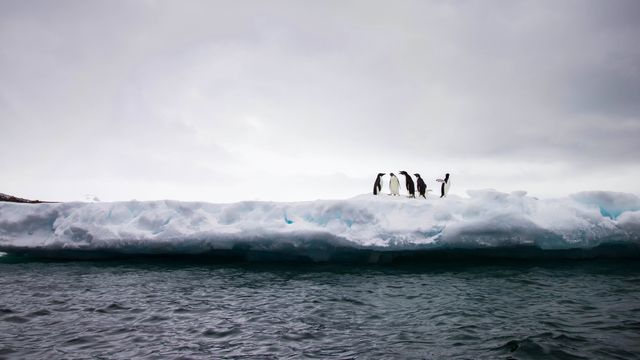 Ice sheet with penguins. 