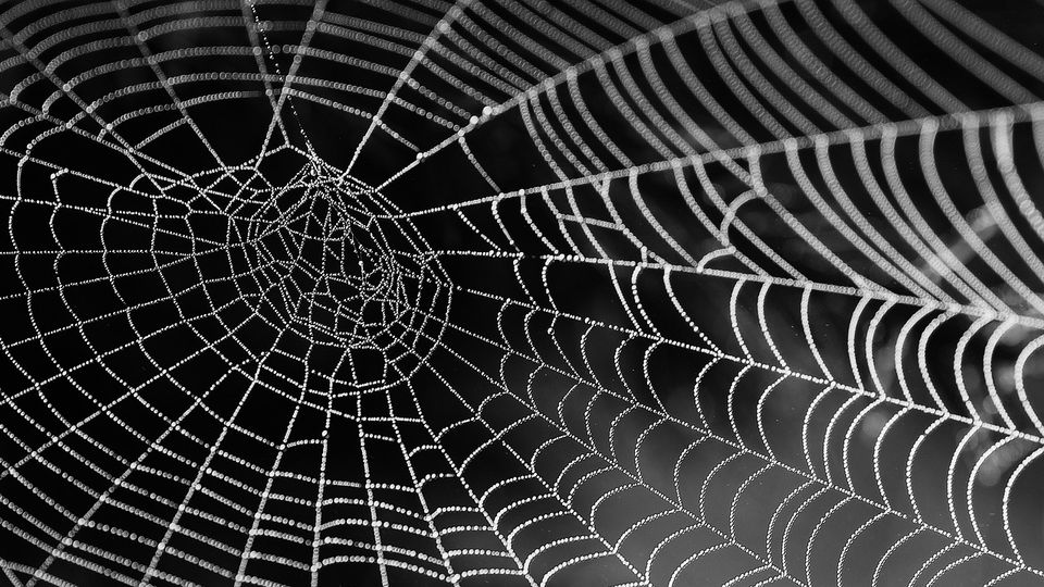 Spider web on a black background.