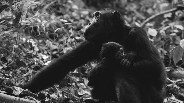 A black and white image of a chimpanzee holding an infant. 